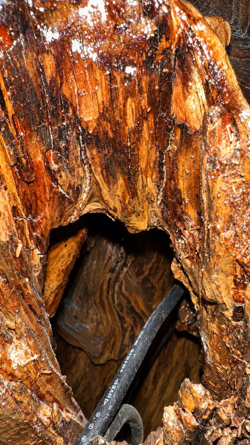 Looking inside an opening in the preserved yew trunk
